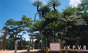 坂井神社の大ソテツ